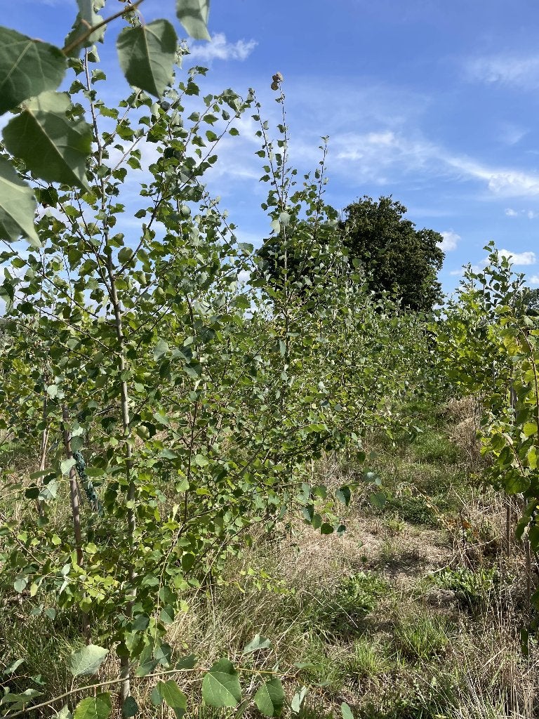 Esp Bomen, Tuin en Terras, Ophalen, Lente, Volle zon, Overige soorten