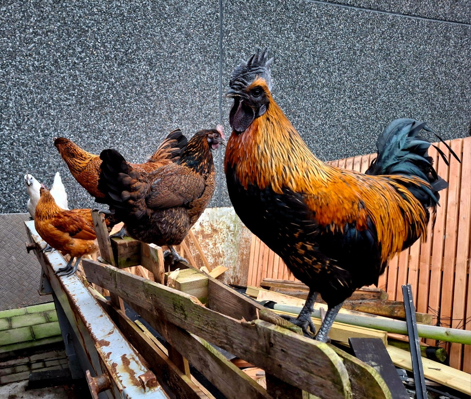 Broedeieren Ga h'Mong bont, Geslacht onbekend, Kip