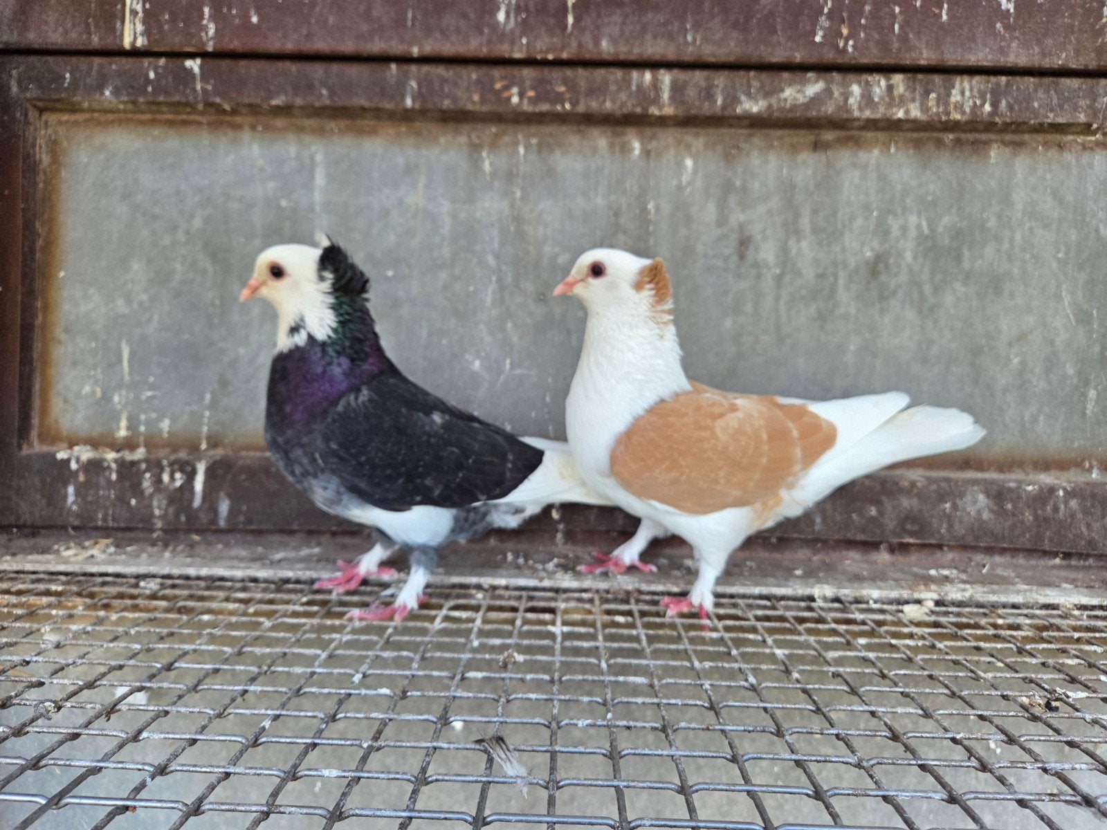 Iraanse duiven, Dieren en Toebehoren, Vogels | Duiven, Meerdere dieren