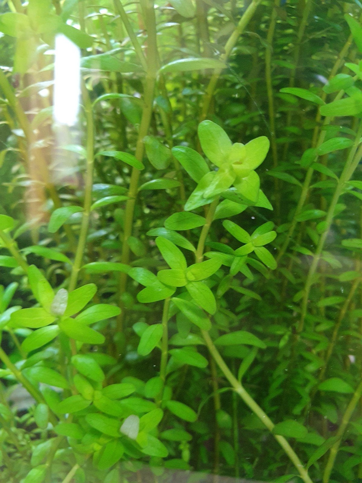 Rotala rotundifolia aquariaplantjes, Ophalen of Verzenden, Nieuw, Plant(en), Steen of Hout