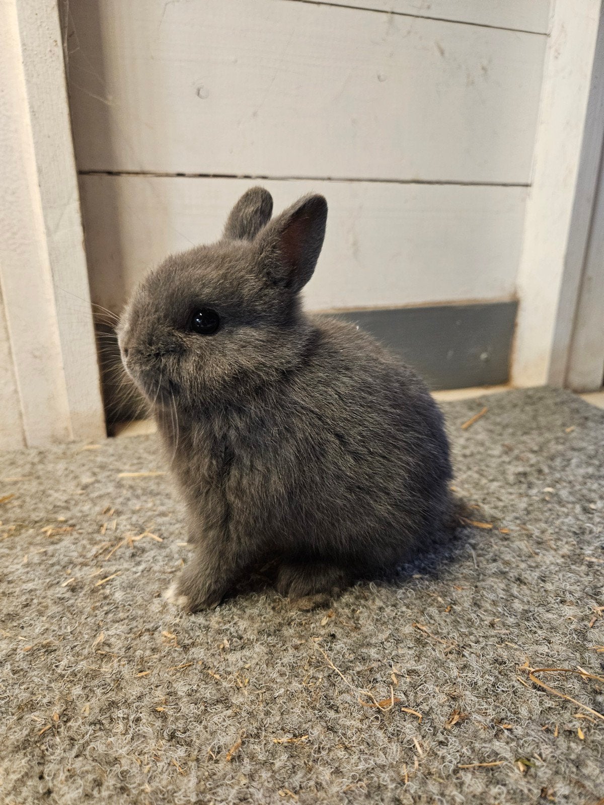 Kleurdwergen dwergkonijnen diverse kleuren, Dieren en Toebehoren, Meerdere dieren, Groot