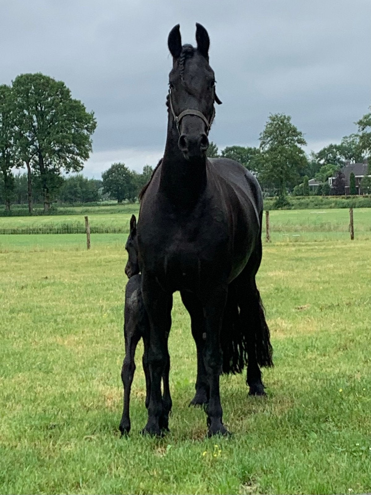 Luxe Friese stermerrie alwin x beart -nieuw paard op oude ad, Merrie, Met stamboom, B, Dressuurpaard