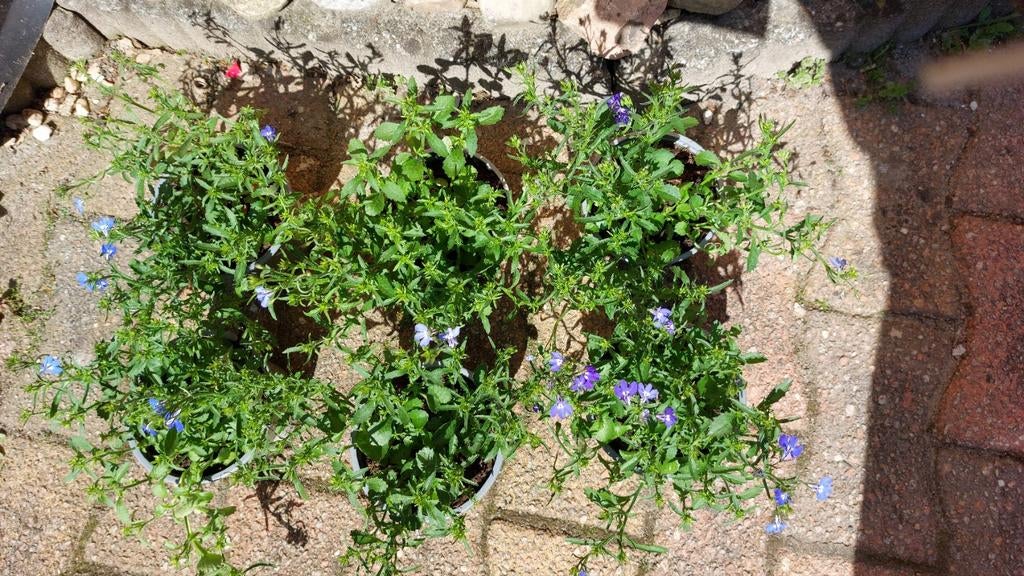 Lobelia, Tuin en Terras, Ophalen, Eenjarig, Overige soorten, Volle zon