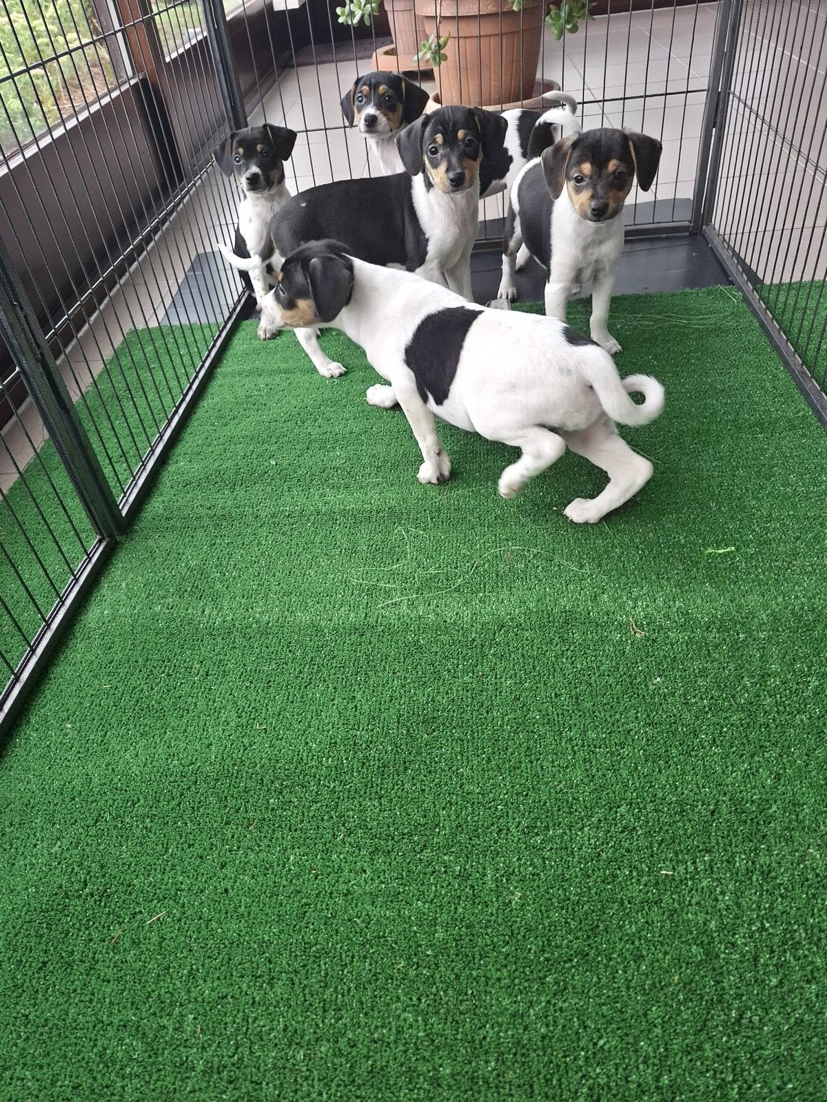 boerenfox pups, Dieren en Toebehoren, Honden | Jack Russells en Terriërs, Overige rassen, 8 tot 15 weken, Parvo, Meerdere
