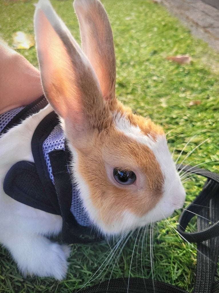 super lief konijn zoekt 5* huisje, Dieren en Toebehoren, Mannelijk, Middelgroot, 0 tot 2 jaar