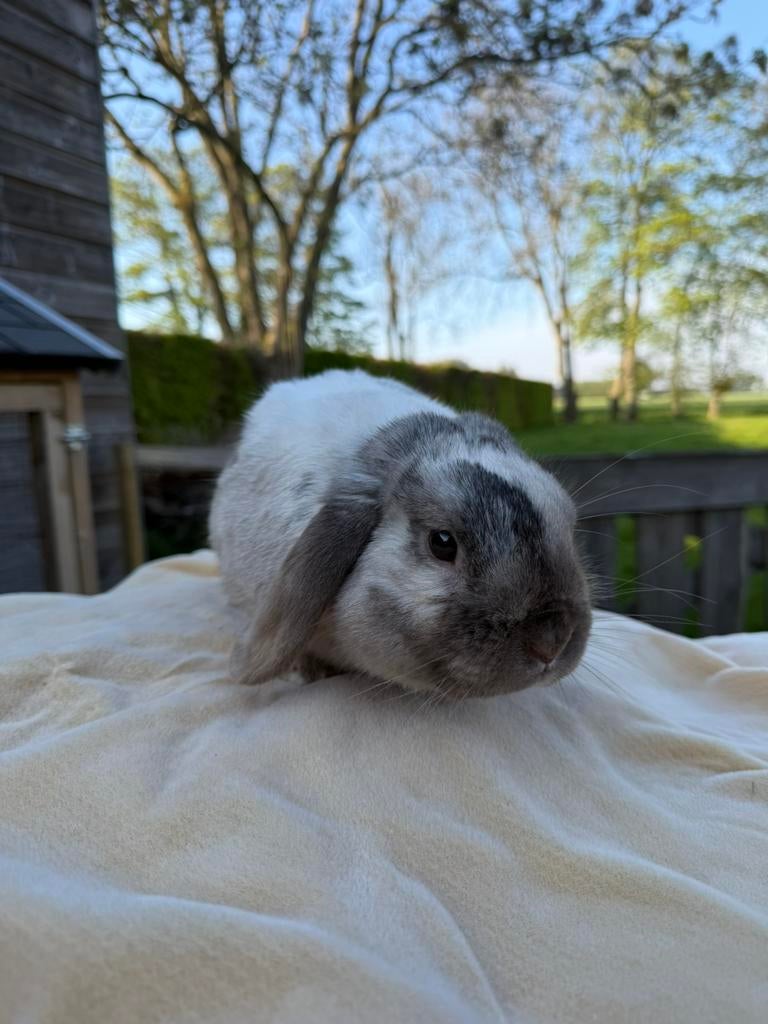 nederlandse hangoor dwerg konijn, Dieren en Toebehoren, Konijnen, Mannelijk, Dwerg, Hangoor
