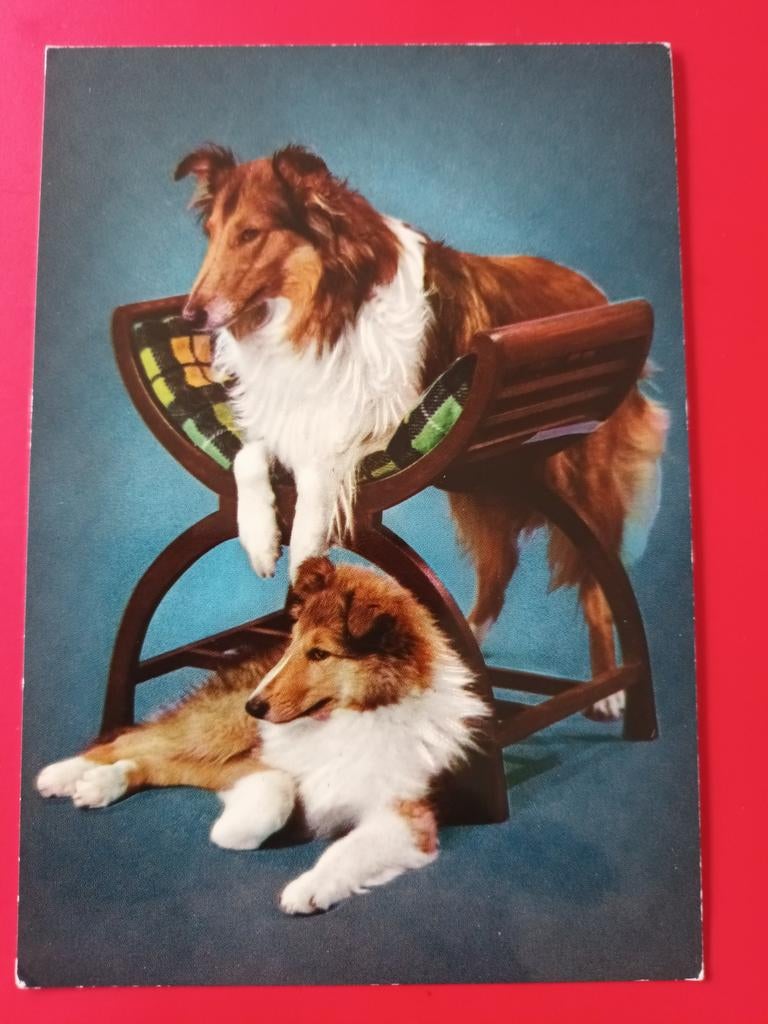 Vintage kaart collies, honden, Ophalen of Verzenden, 1980 tot heden, Ongelopen, Overige thema's