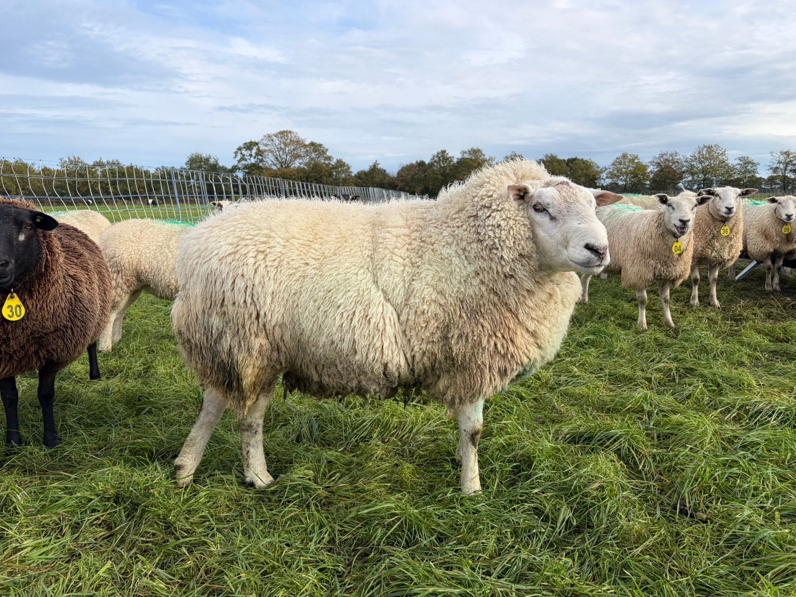 Swifter dekram, Dieren en Toebehoren, Mannelijk, Schaap