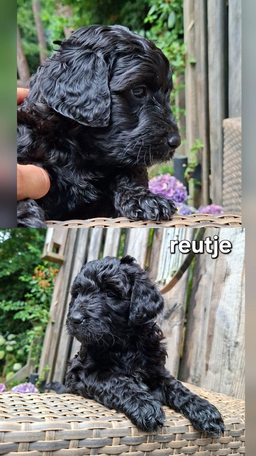 Labradoodle pups., 8 tot 15 weken, Meerdere, Meerdere dieren, Nederland