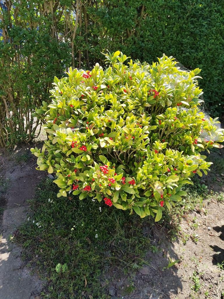 Skimmia Japonica struik met rode bessen, Vaste plant, Halfschaduw, Winter, Ophalen