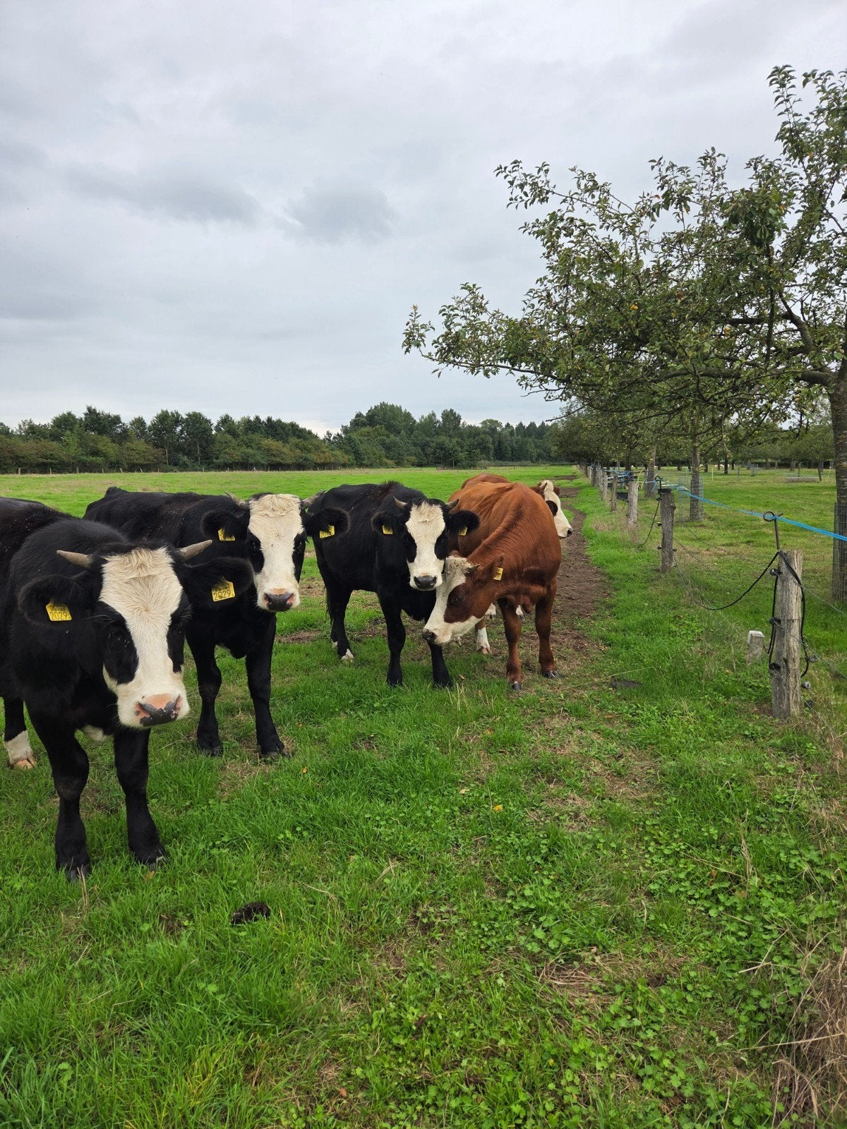 mooie blaarkop stamboek pinken, Dieren en Toebehoren, Vrouwelijk, 0 tot 2 jaar