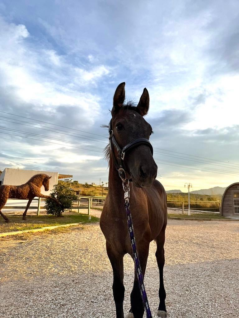 Te koop mooie jaarling hengst (staat in Nederland foto 2), Dieren en Toebehoren, Paarden, Gechipt, Minder dan 160 cm, Dressuurpaard
