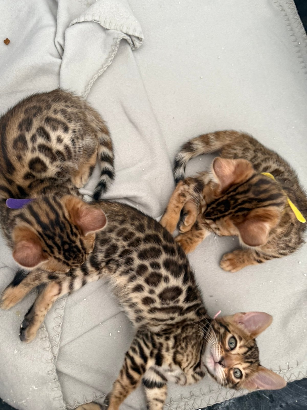 Prachtige Bengaal kittens beschikbaar, Dieren en Toebehoren, Katten en Kittens | Raskatten | Korthaar, Meerdere dieren, Ontwormd