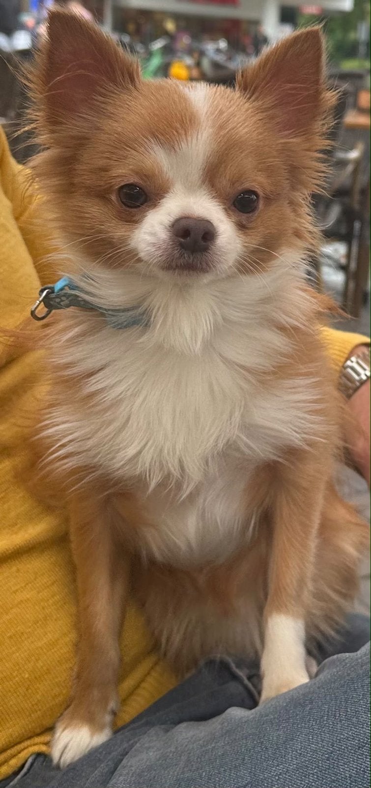 Pomeranian / Chihuahua mix – 11 maanden, Dieren en Toebehoren, Particulier, 15 weken tot 1 jaar, Reu, Buitenland