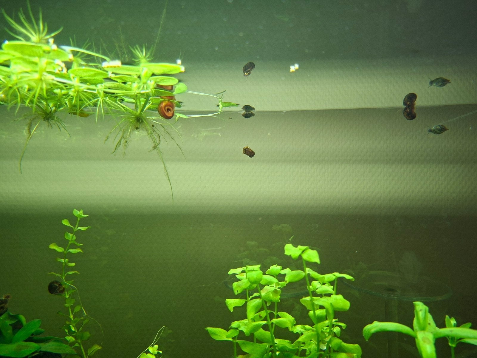 Aquarium, Dieren en Toebehoren, Ophalen