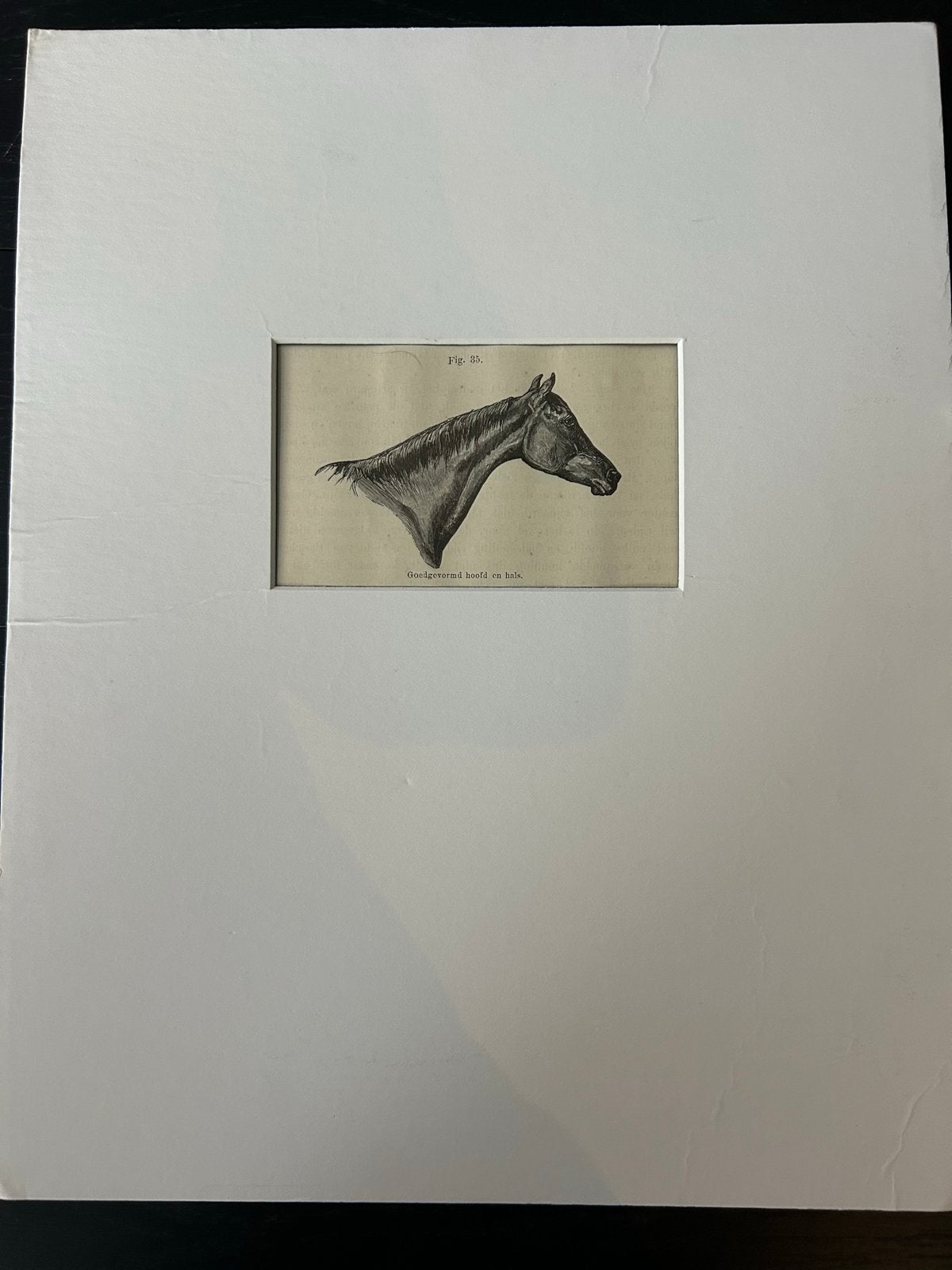Gravure paardenkop met passe-partout, Antiek en Kunst, Ophalen of Verzenden, Flora en Fauna, Gravure, Met passe-partout