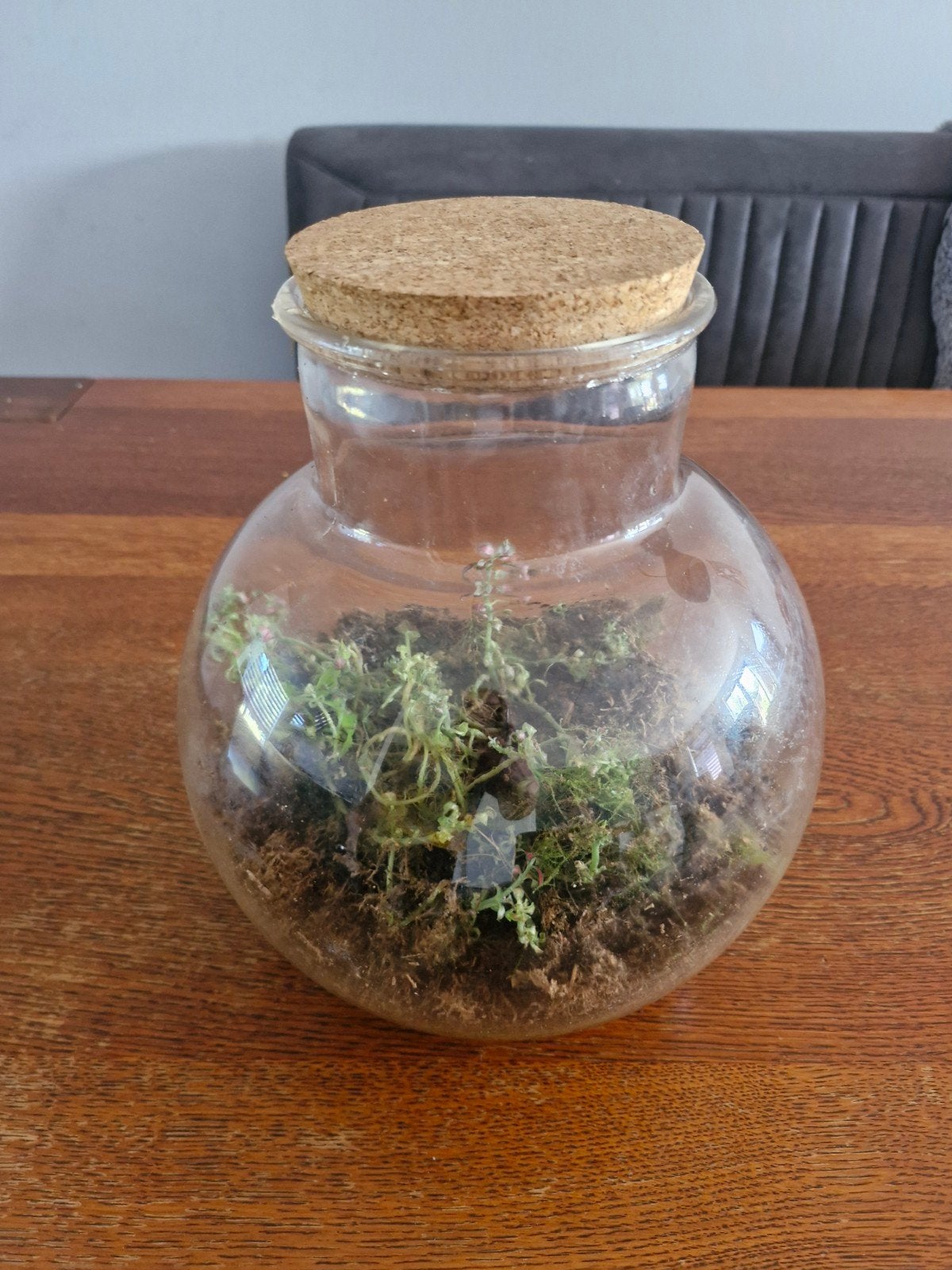 Mini Eco Systeem in Glazen Pot - Terrarium, Ophalen, Halfschaduw