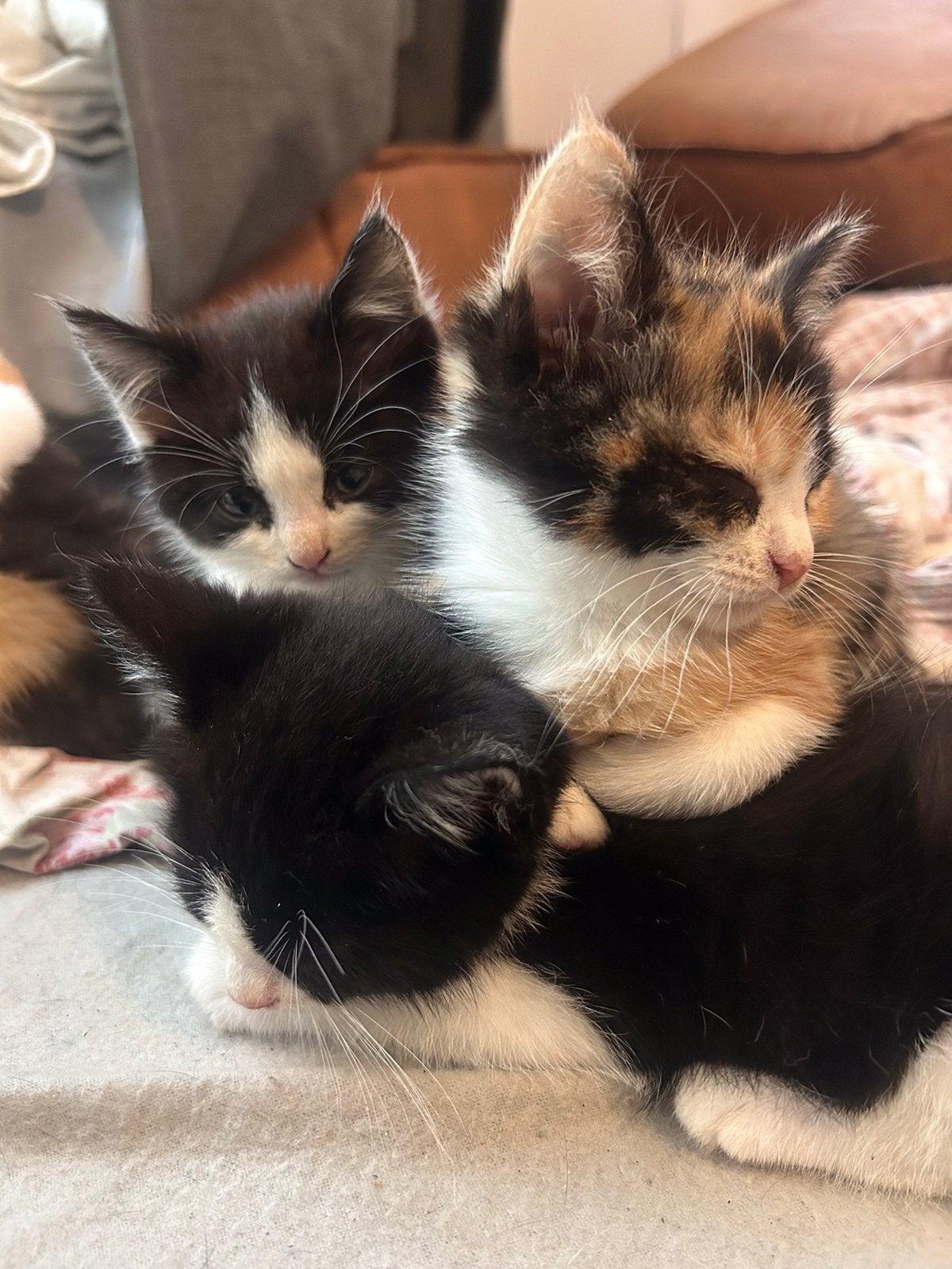 Ragdol x European Shorthair, Meerdere dieren