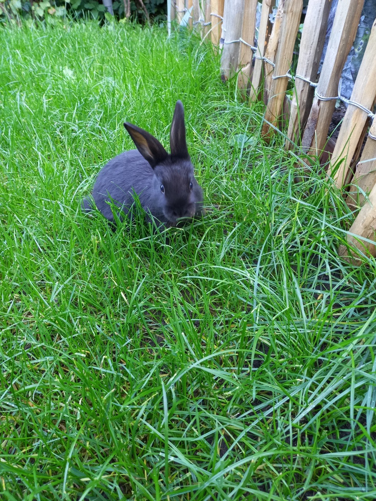 jonge konijntjes te koop, Dieren en Toebehoren, Meerdere dieren, Middelgroot, 0 tot 2 jaar