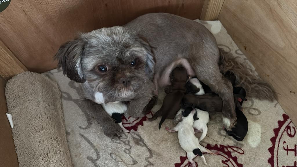 Shih shuz pups, Dieren en Toebehoren, Honden | Niet-rashonden, 8 tot 15 weken, Parvo, Meerdere, Meerdere dieren