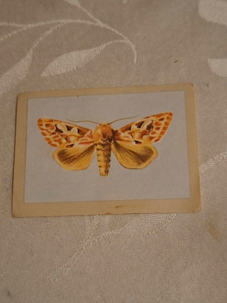 Prentje/Chromo : Dennenuil / Chocolade Jacques, Gebruikt, Verzenden, Prent, Natuur