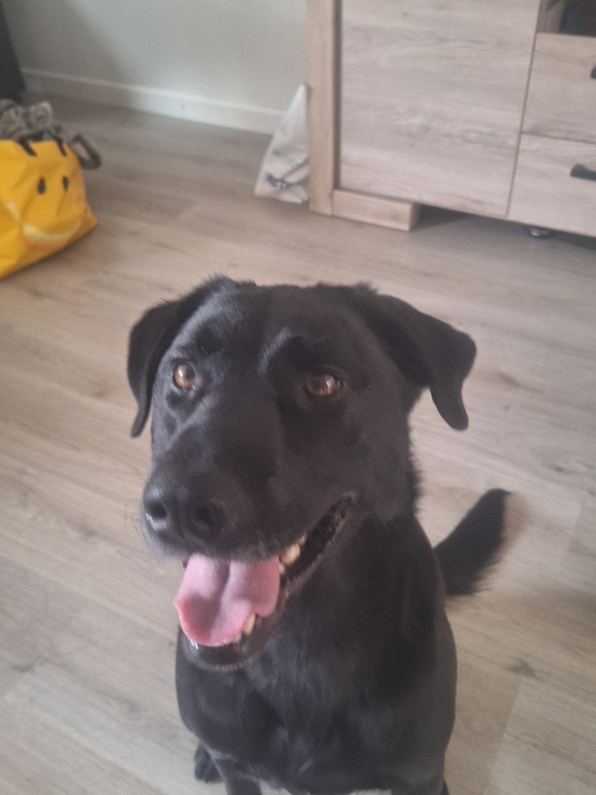 kruising labrador x herder, Reu, Eén hond, 3 tot 5 jaar, Nederland