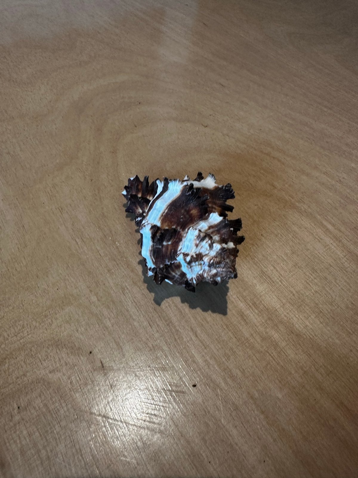 Mooie schelp van 7,5 cm, Ophalen of Verzenden, Gebruikt