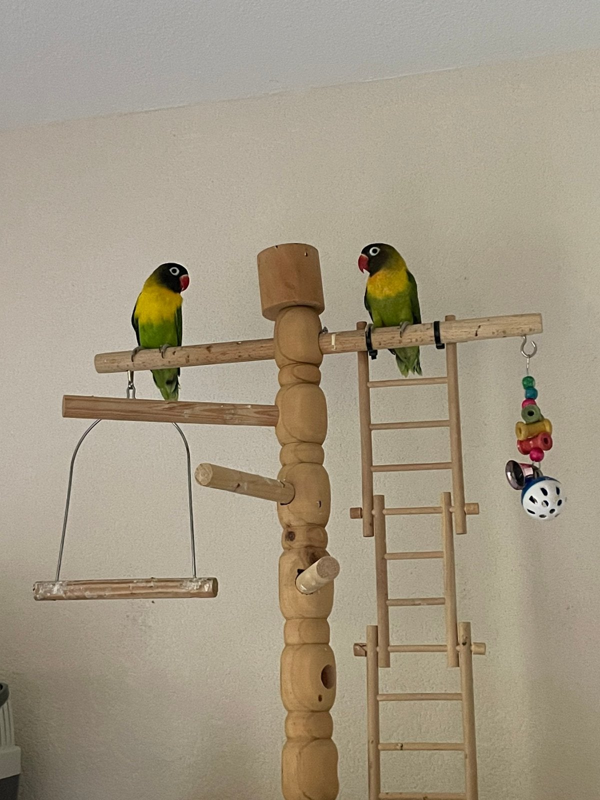Prachtige Lieve Handtamme Agapornis Dwergpapegaai Lovebird, Meerdere dieren, Dwergpapegaai of Agapornis, Tam
