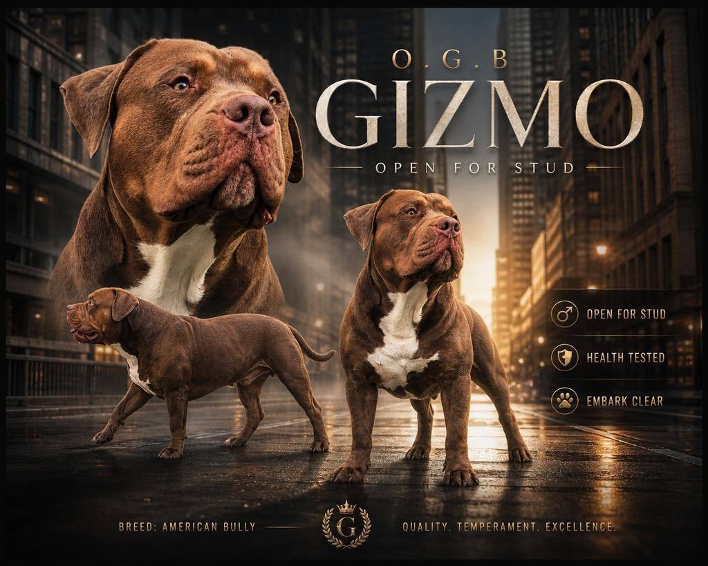 American bully xl dekreu, Dieren en Toebehoren, Parvo, 1 tot 2 jaar, Eén hond, Nederland