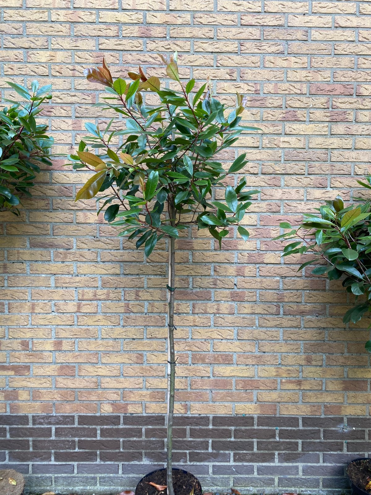 Photinia red robin. Glansmispel op stam van 120 cm, Ophalen, Overige soorten, Volle zon