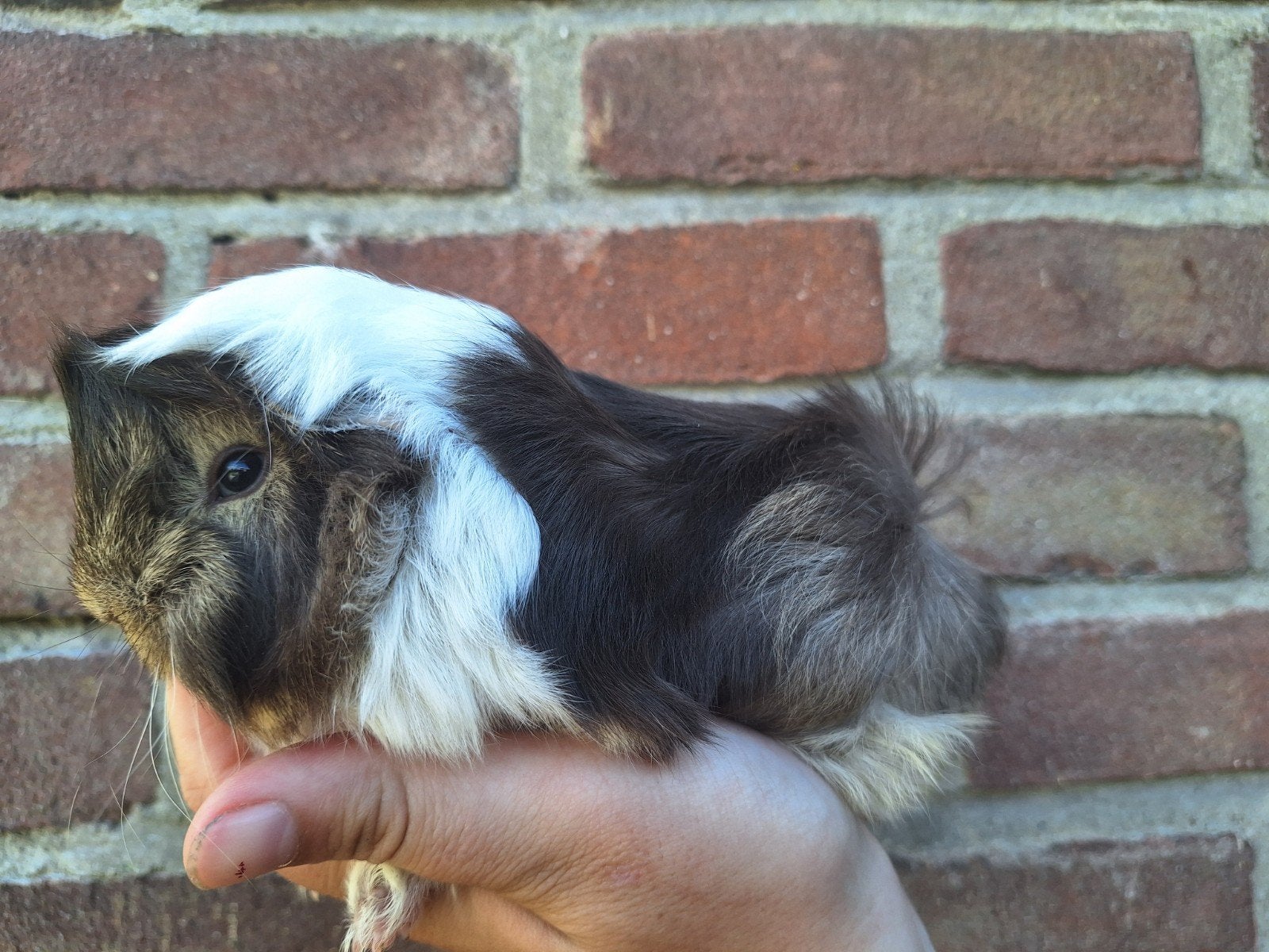 Jonge peruvian cavia choco otter, Dieren en Toebehoren, Cavia, Juni, Mannelijk, Tam