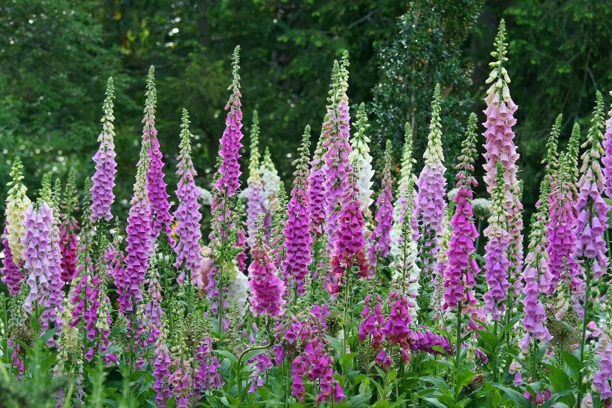 Vingerhoedskruid /Digitalis purpurea plantjes, Tuin en Terras, Ophalen, Overige soorten, Halfschaduw