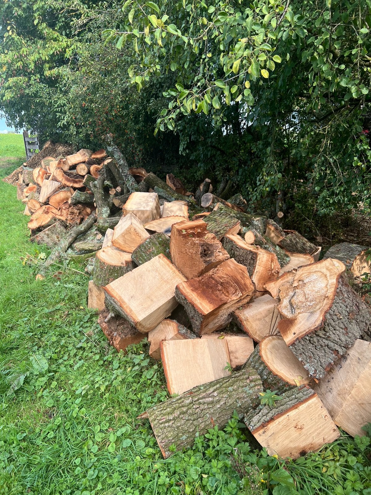 Eiken stammen, Tuin en Terras, 6 m³ of meer, Ophalen, Eikenhout