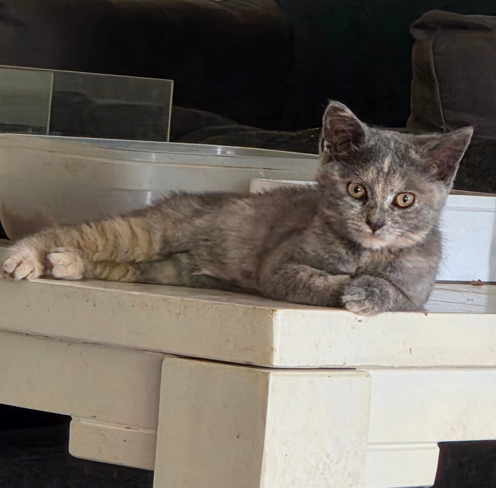 Nog 2 half Britse Korthaar kittens, Meerdere dieren, Ontwormd