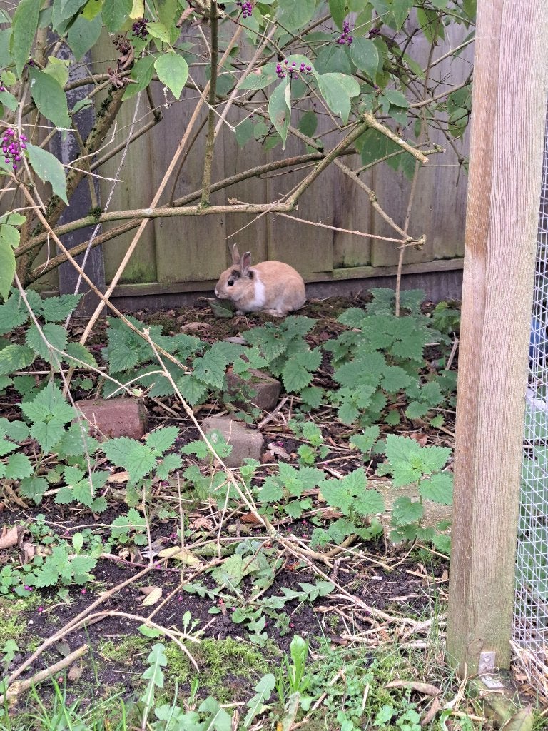 Schattig konijn, met hok, eten en alle nodige spullen, Dieren en Toebehoren, Mannelijk, Klein, 0 tot 2 jaar