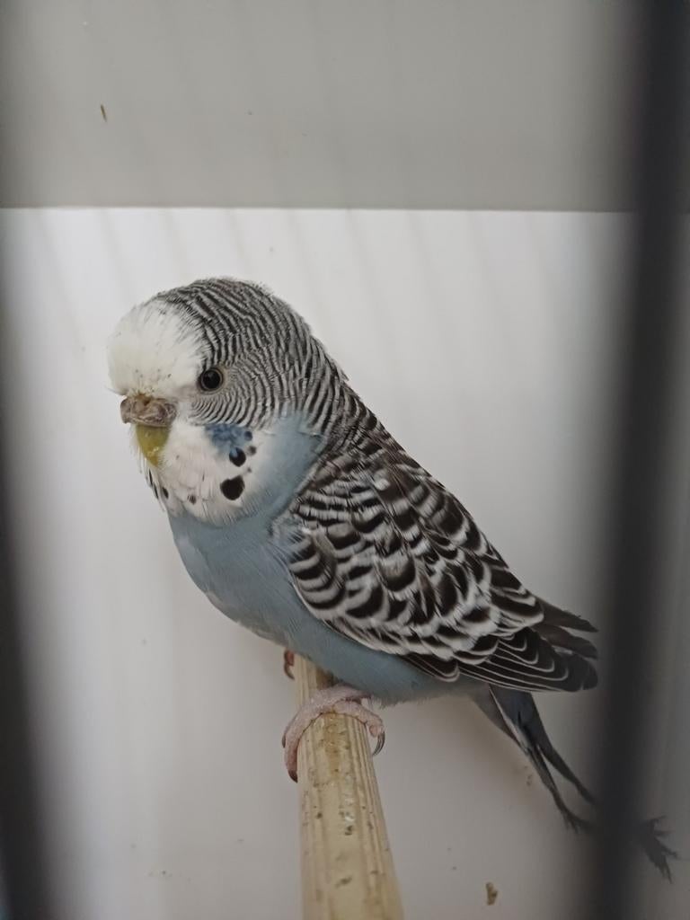 Grasparkiet poppen split antraciet., Vrouwelijk, Parkiet