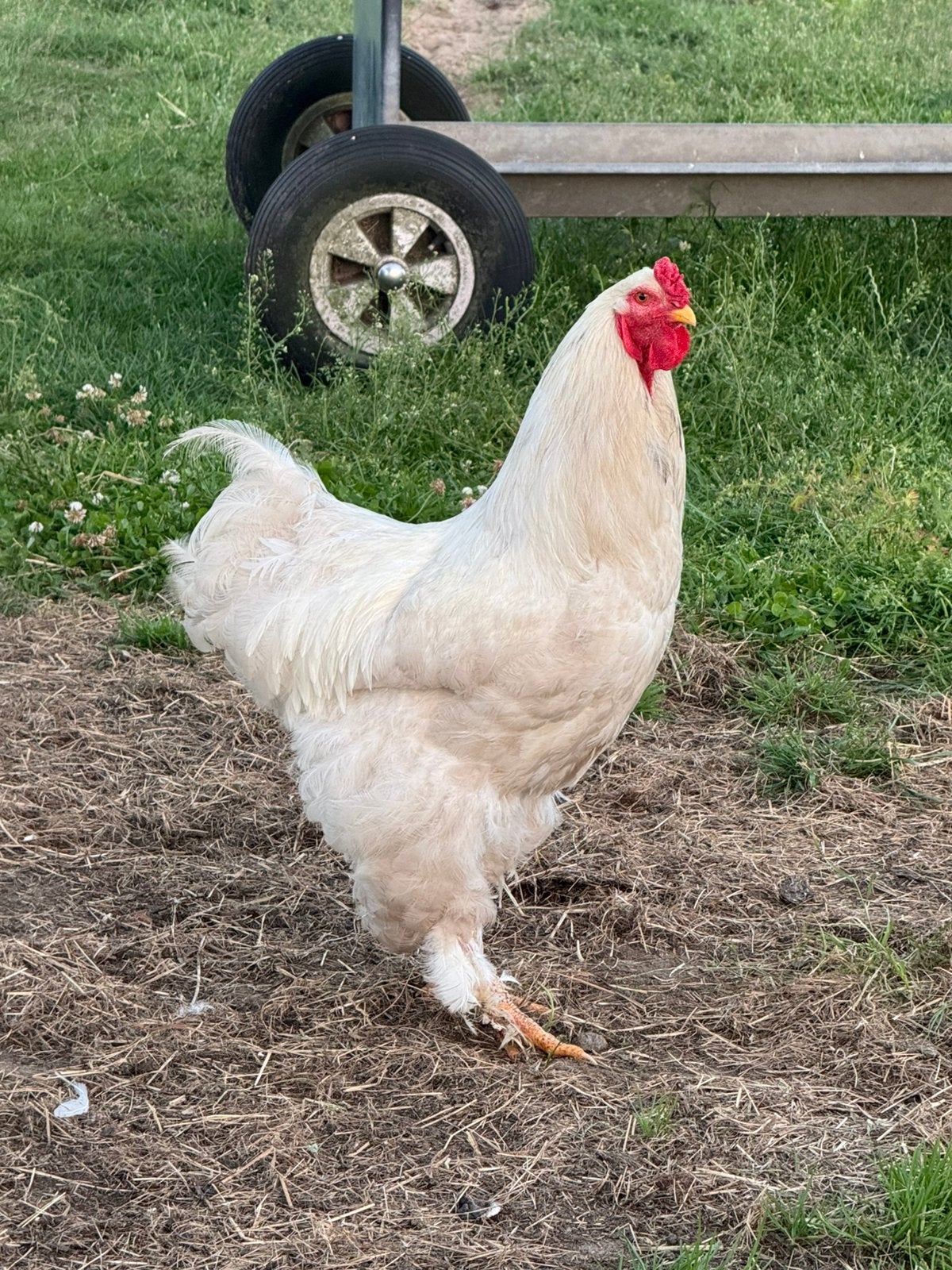 Gratis Brahma haan, 1,5 jaar, Mannelijk, Kip