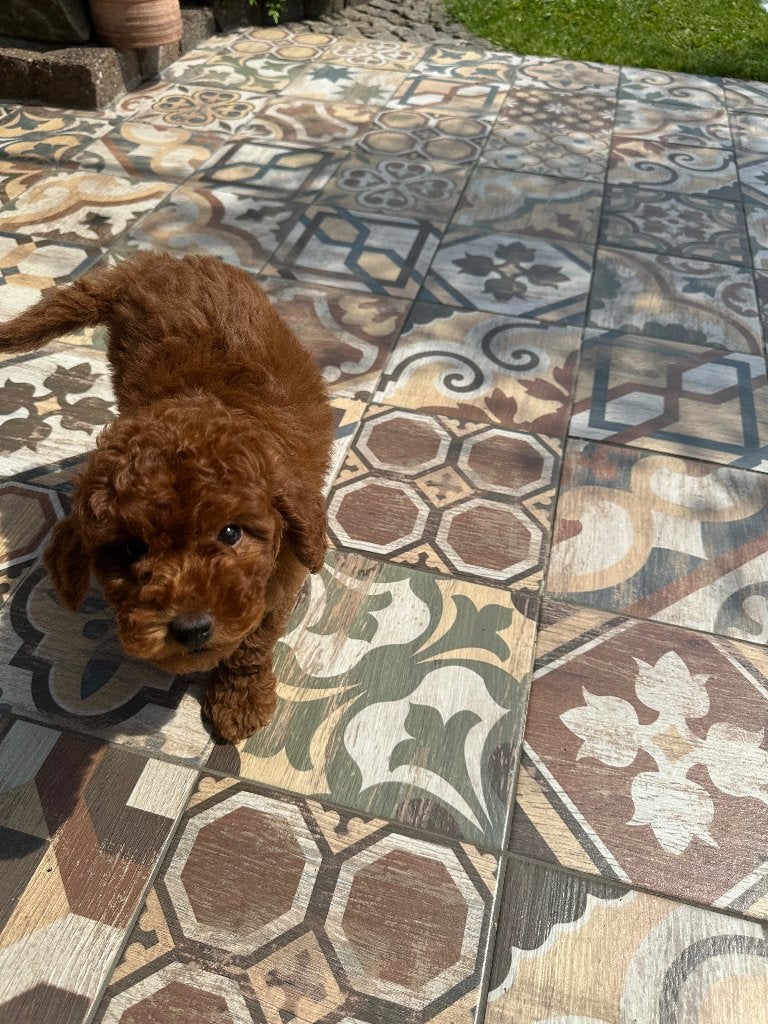 ToyPoedel, Dieren en Toebehoren, Poedel, 15 weken tot 1 jaar, Reu, Eén hond