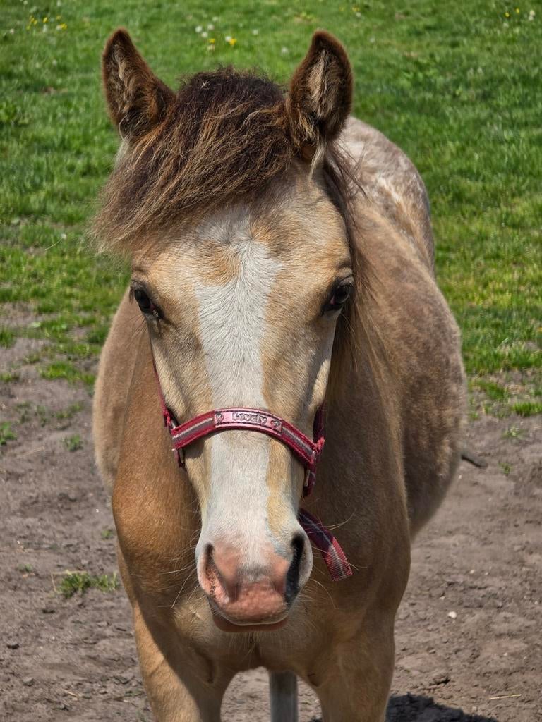 Super mooie valk appaloosa jaarling merrie / cremello hengst, Merrie, D pony (1.37m tot 1.48m), Gechipt, 0 tot 2 jaar
