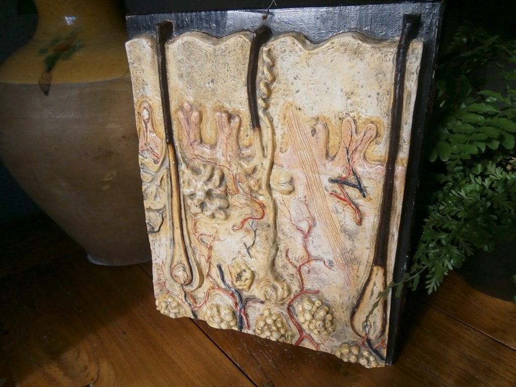 Anatomisch model  huid mens, Antiek en Kunst, Ophalen of Verzenden