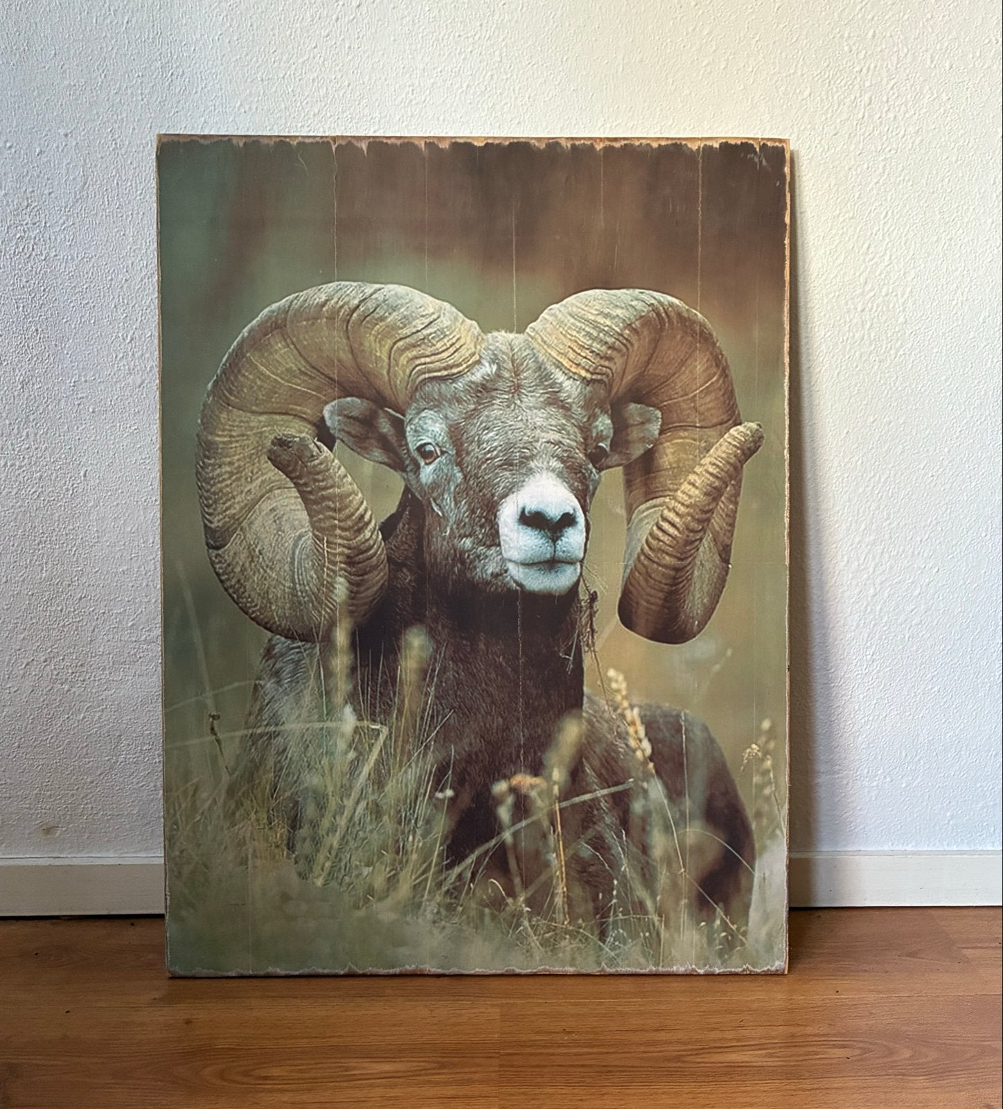 Steenbok op houten planken - 80 x 60 cm, Gebruikt, Ophalen of Verzenden, Print, 75 – 100