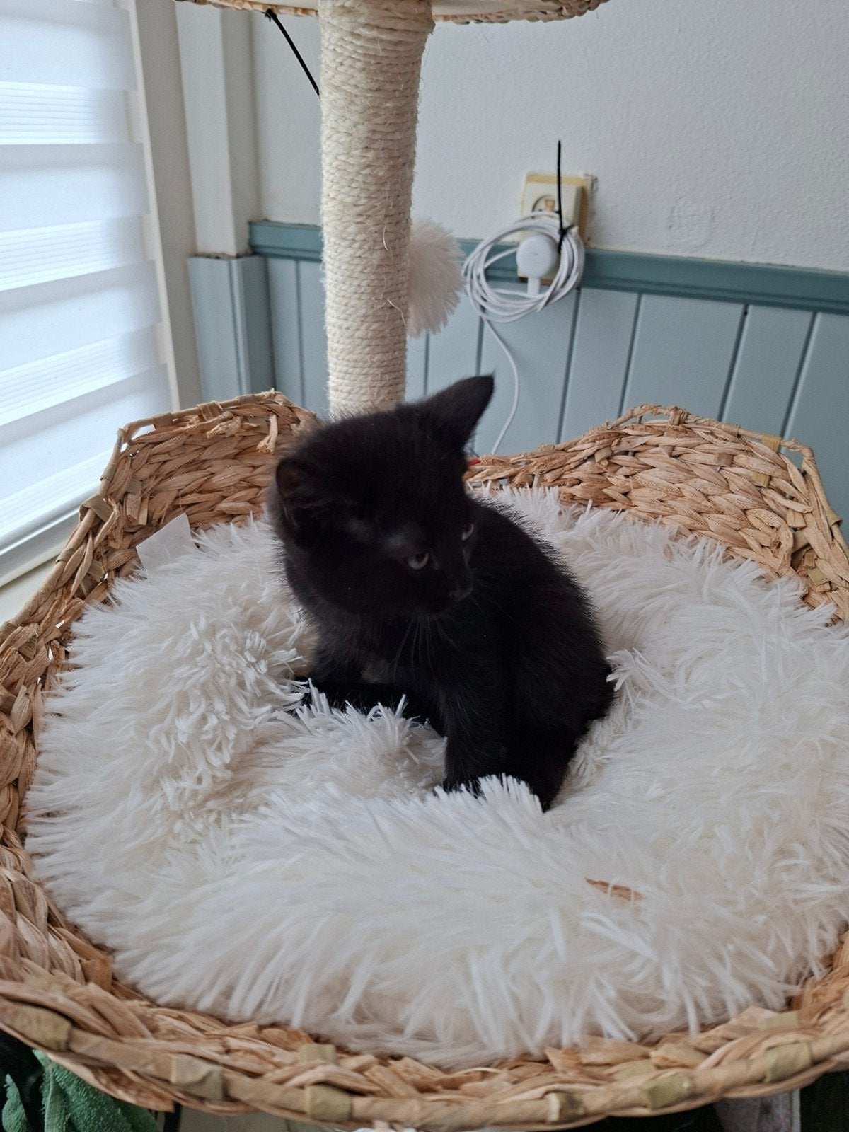 Kittens mogen uitvliegen Zwart kater en poes beschikbaar, Dieren en Toebehoren, Meerdere dieren, Kortharig, 0 tot 2 jaar