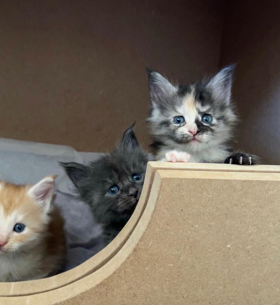 Maine coon kittens te koop (black smoke/blue tortie), Meerdere dieren, Gechipt, 0 tot 2 jaar