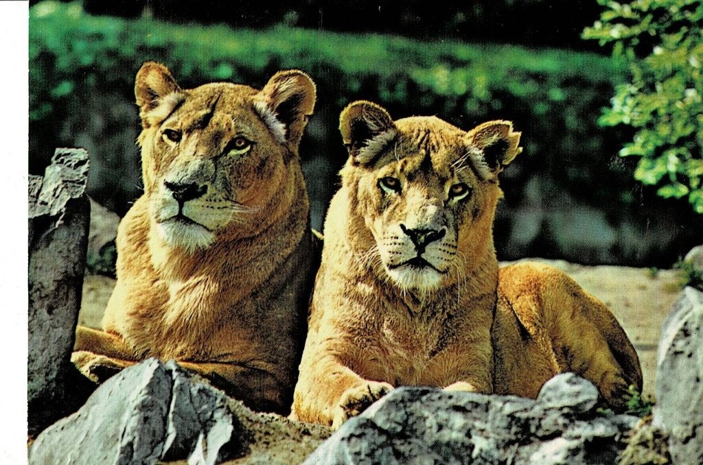 Leeuwen, Beekse Bergen, Verzamelen, Ansichtkaarten | Dieren, Ophalen of Verzenden, 1960 tot 1980, Gelopen, Wild dier