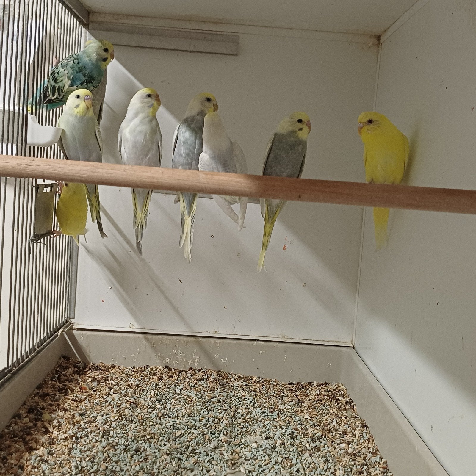 Mooie koppels regenboog grasparkiet, Dieren en Toebehoren, Meerdere dieren, Parkiet, Geringd
