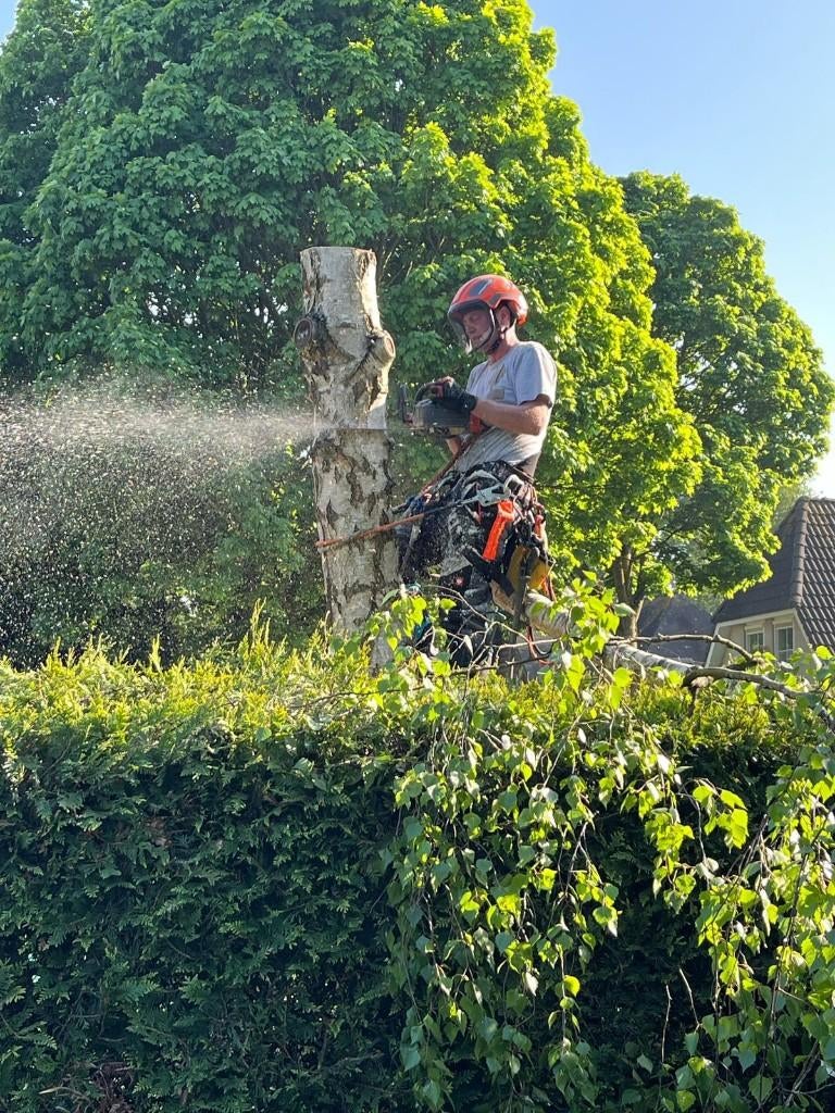 Boom kappen | klimmend verwijderen | snoeien | rooien, Diensten en Vakmensen, Garantie, Tuinonderhoud of Snoeiwerk