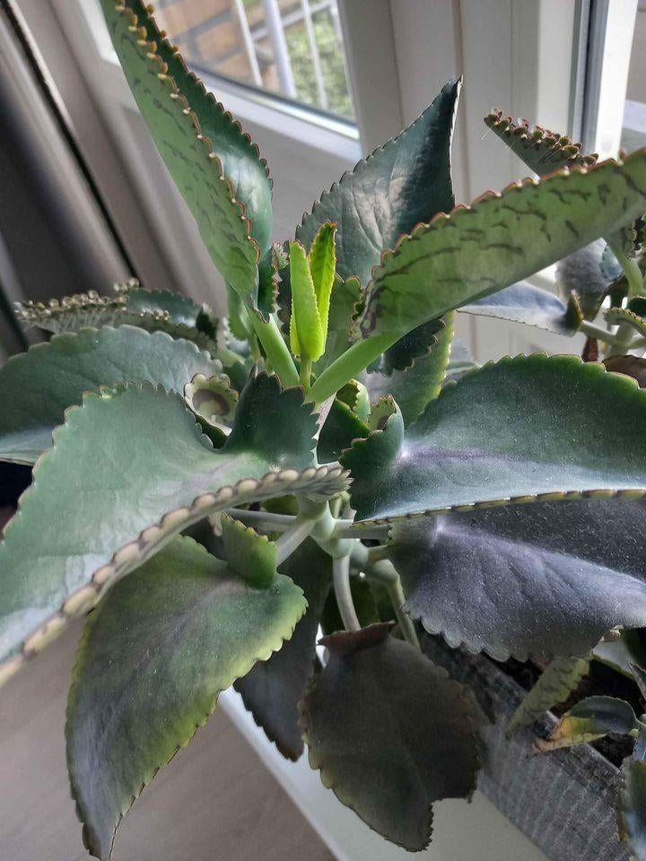 Mother of Thousands, Vetplant, Minder dan 100 cm, Groene kamerplant, Halfschaduw