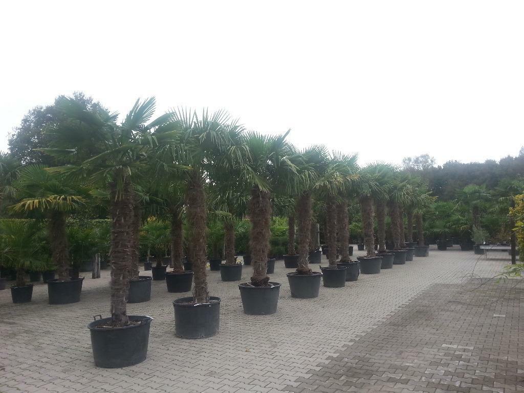 Trachycarpus fortunei palmbomen / palmen in diverse maten, Volle zon, Ophalen of Verzenden, 250 tot 400 cm, Zomer