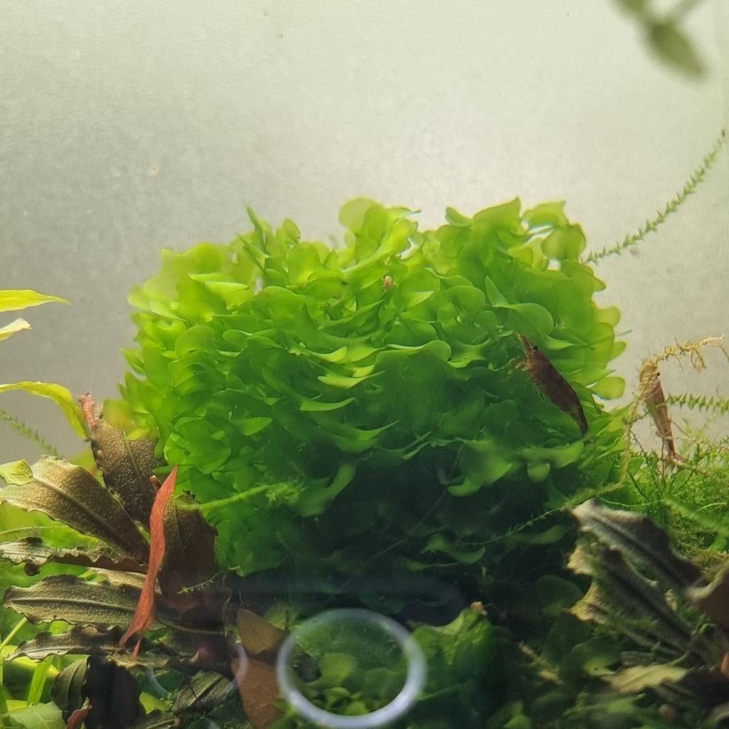 Levermos, Dieren en Toebehoren, Vissen | Aquaria en Toebehoren, Ophalen of Verzenden, Nieuw, Plant(en), Steen of Hout