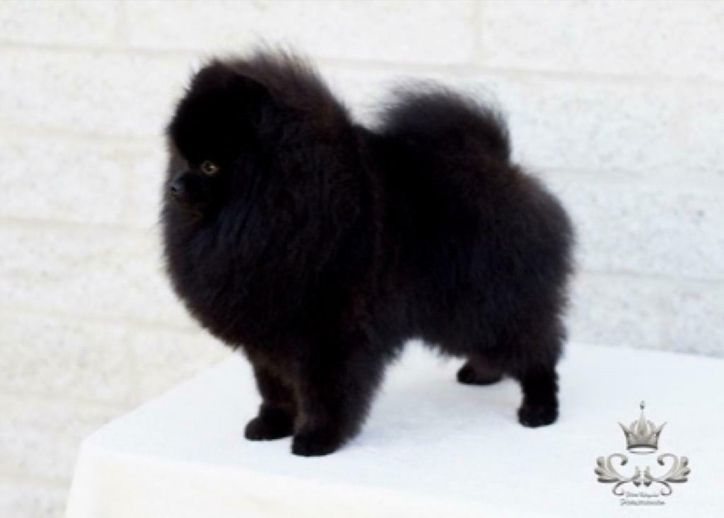 Dekreu - Pomeranian/Dwergkees, Reu, Parvo, Meerdere, 3 tot 5 jaar